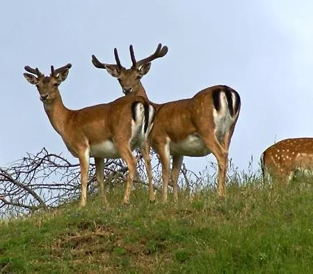 Pthouse Apartament Badia Prataglia