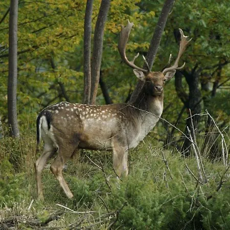 Apartament Pthouse Badia Prataglia