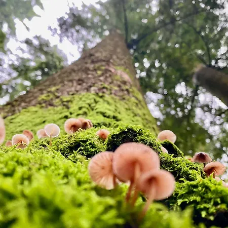 Pthouse Apartament *